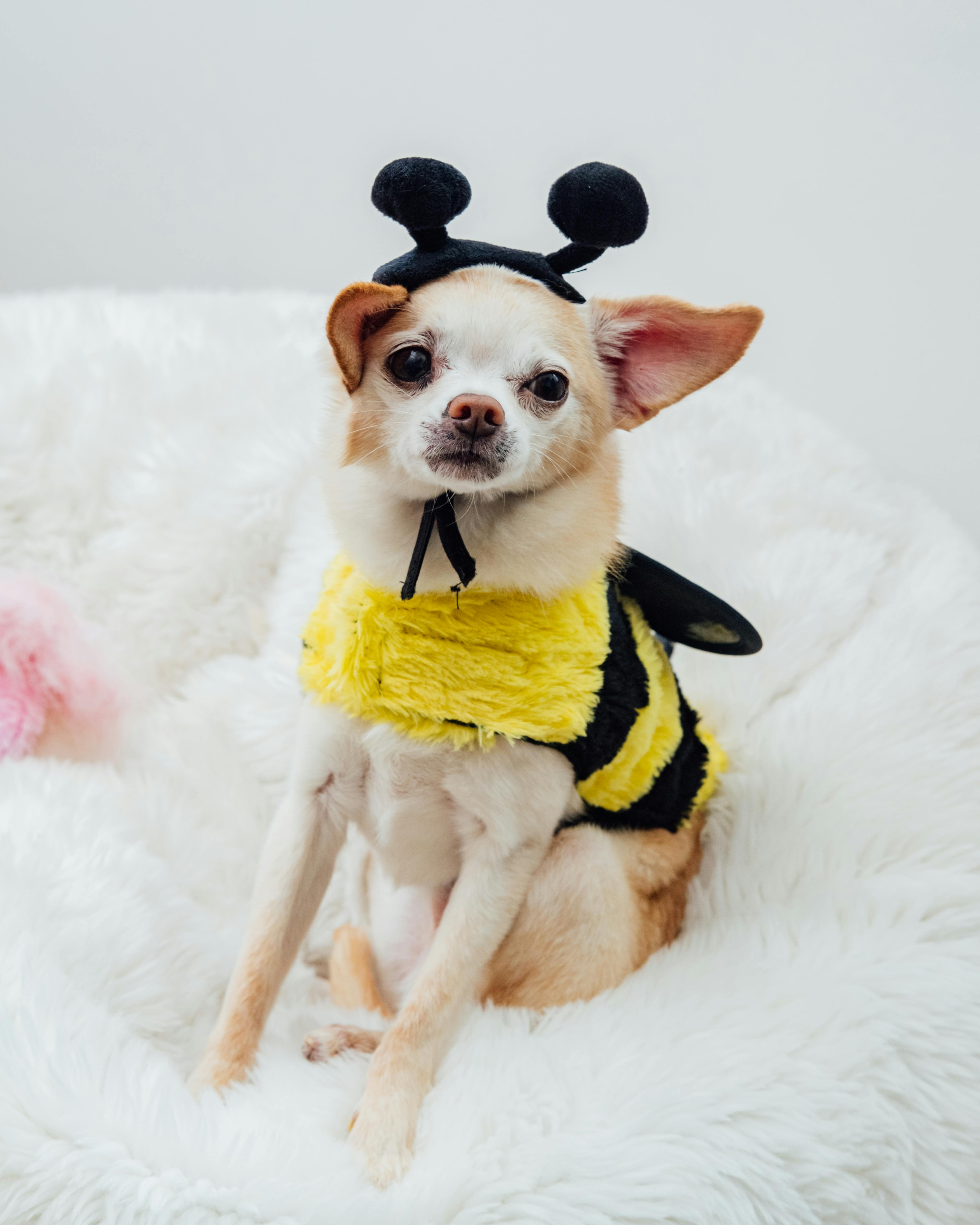 Halloween Bee Costume for Pets – Cute Dog & Cat Outfit