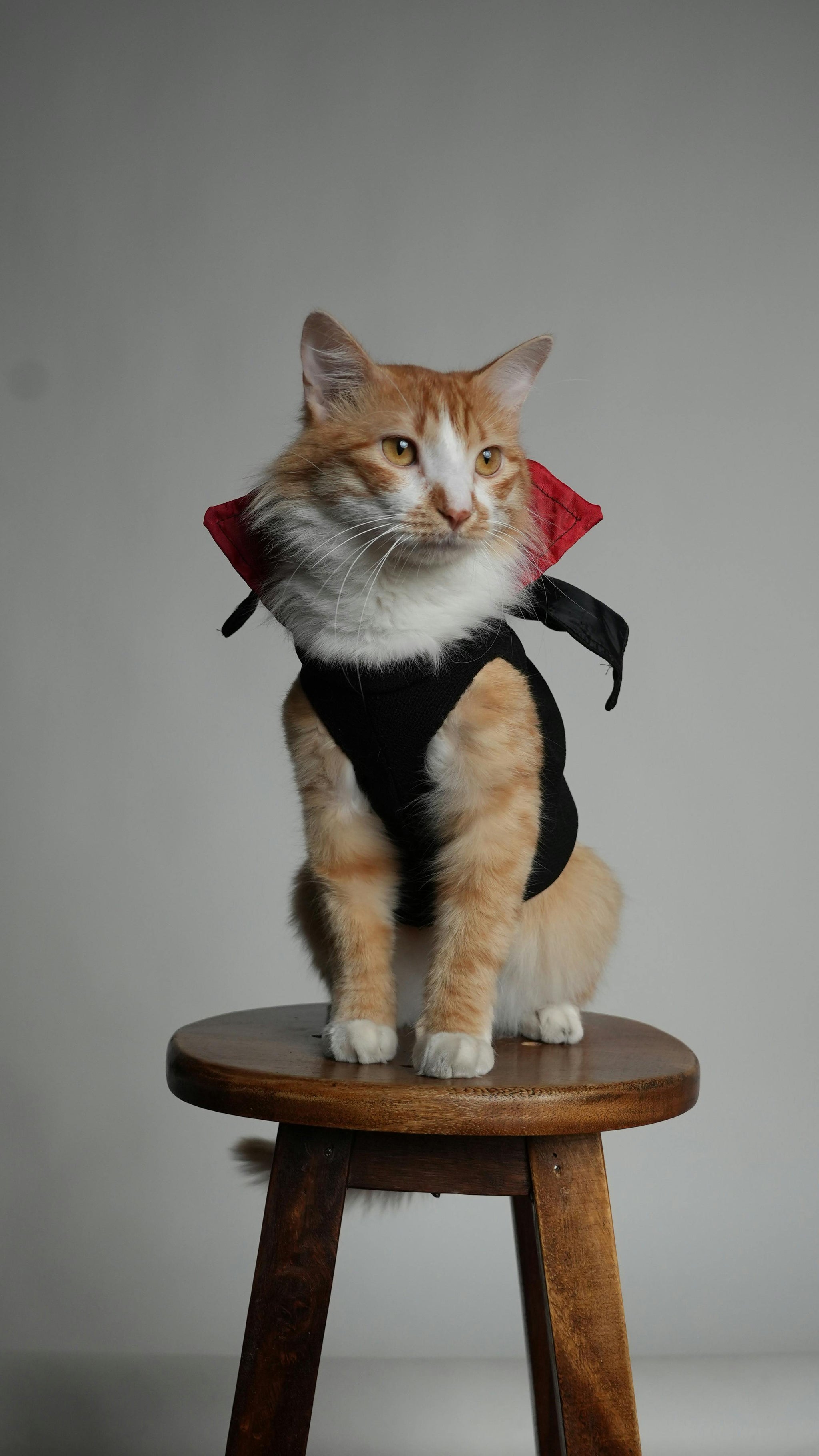 Halloween Vampire Costume for Pets – Cute Pet Vampire Outfit