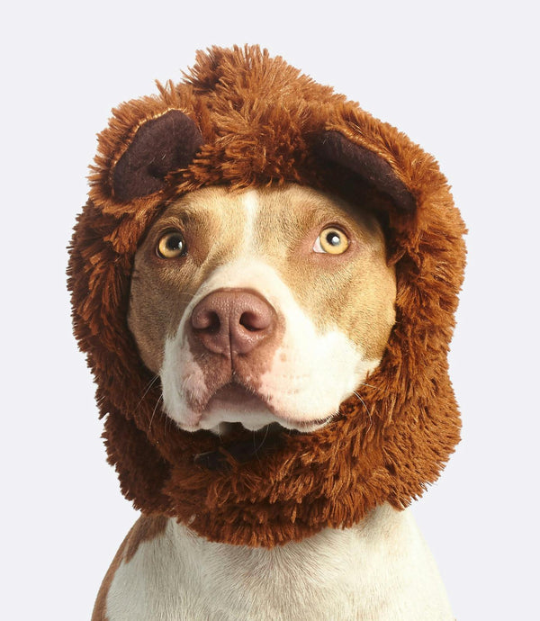 Halloween Lion Mane for Pets – Funny Dog & Cat Costume