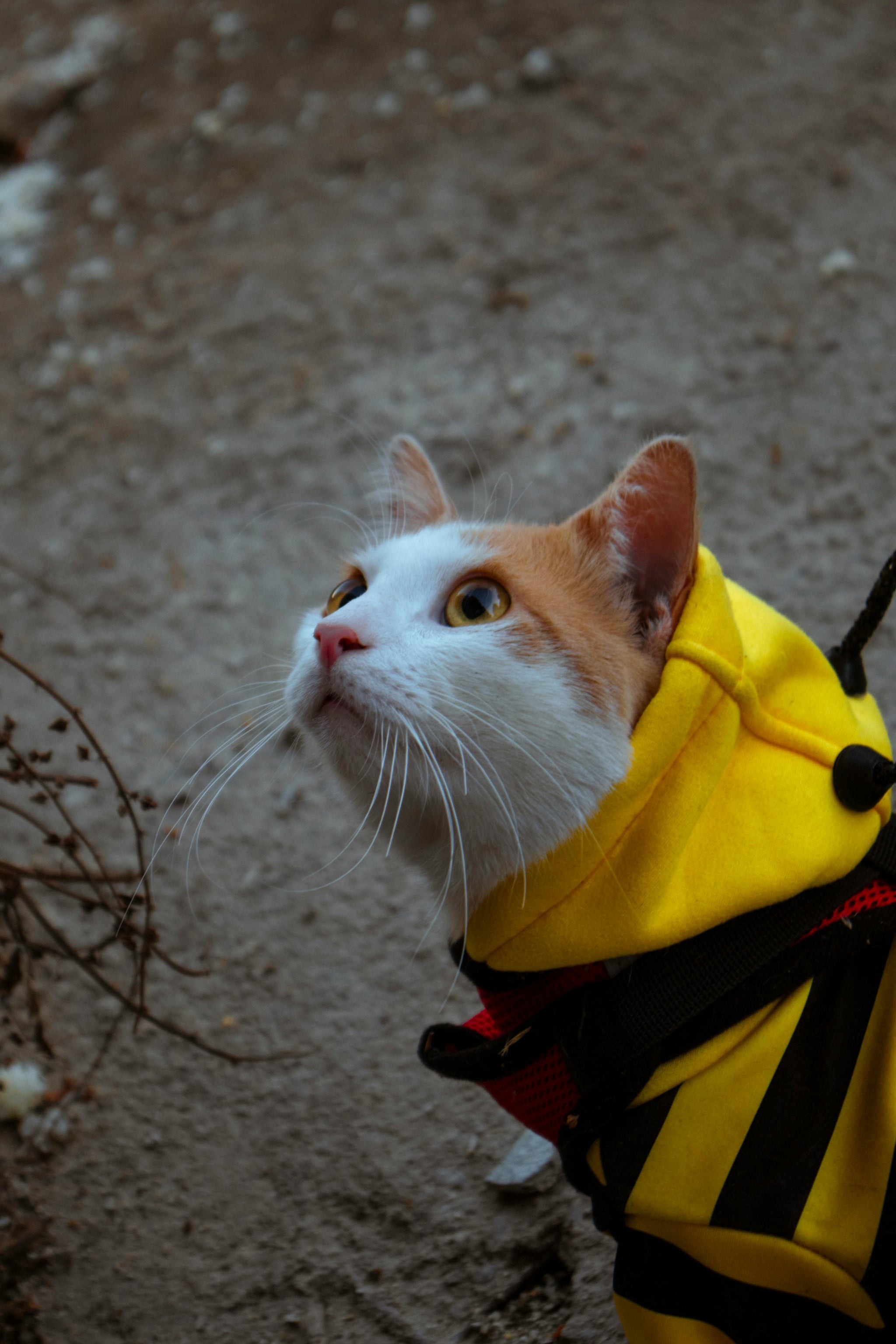 Halloween Bee Costume for Pets – Cute Dog & Cat Outfit