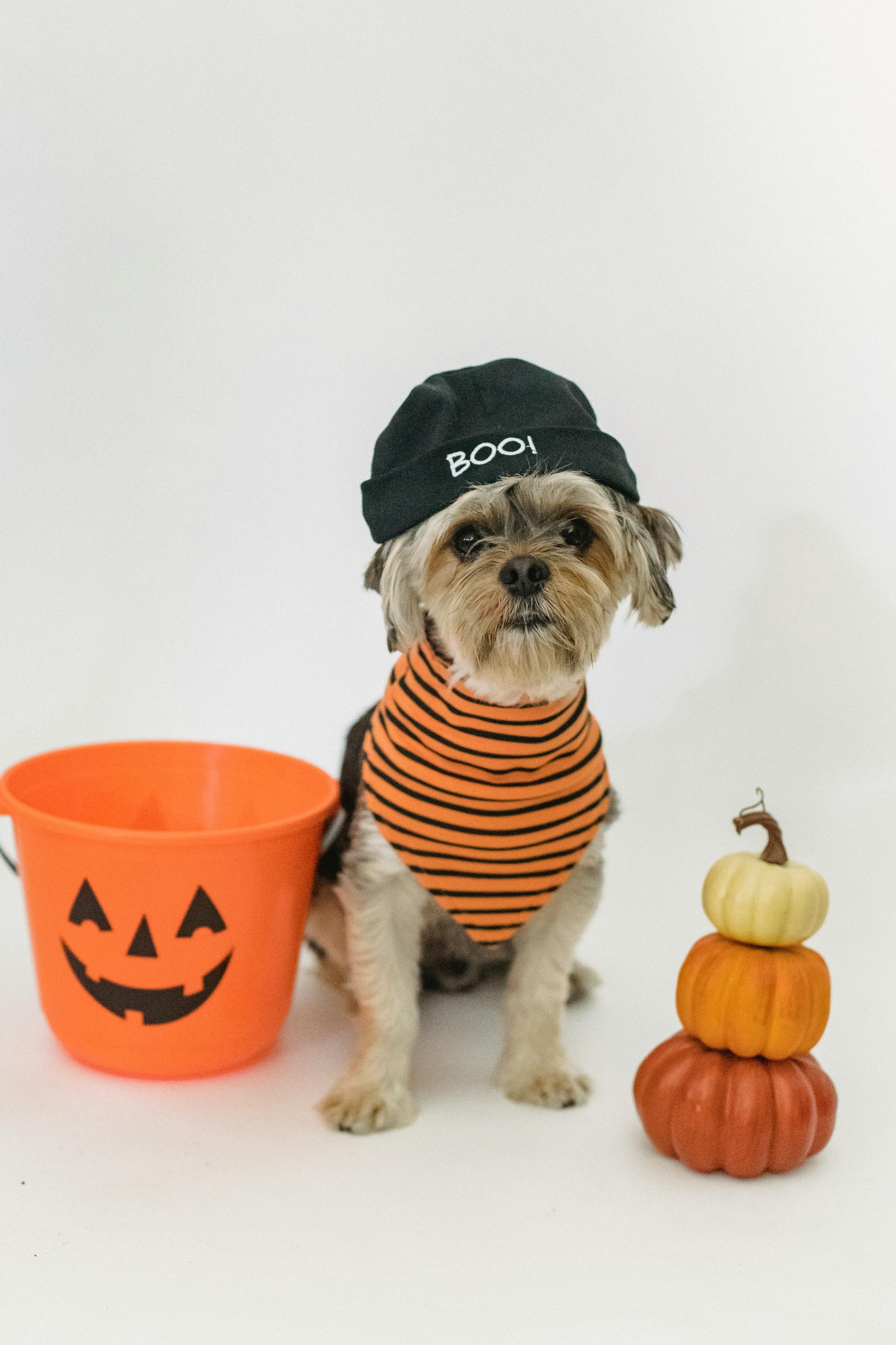 Halloween Pumpkin Costume for Pets – Festive Dog & Cat Outfit