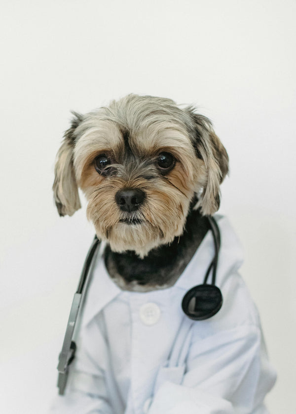 Halloween Doctor Costume for Pets – Funny Dog & Cat Outfit